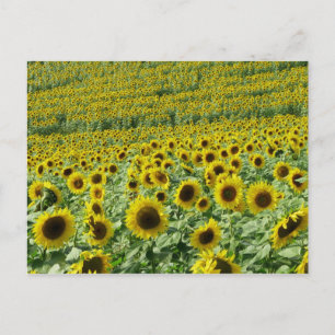 Sunflowers Postcard