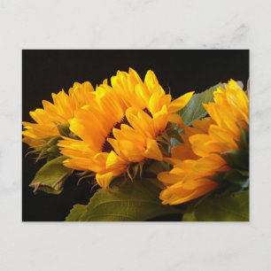 Sunflowers Postcard