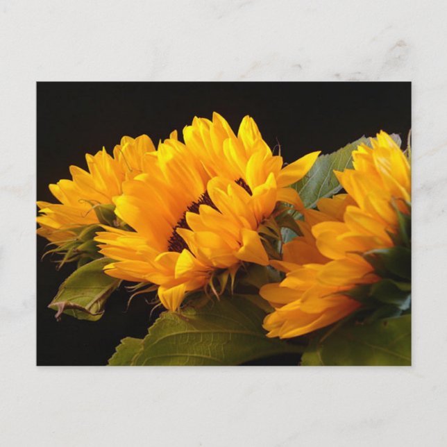 Sunflowers Postcard (Front)