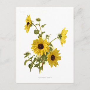 Sunflowers Postcard