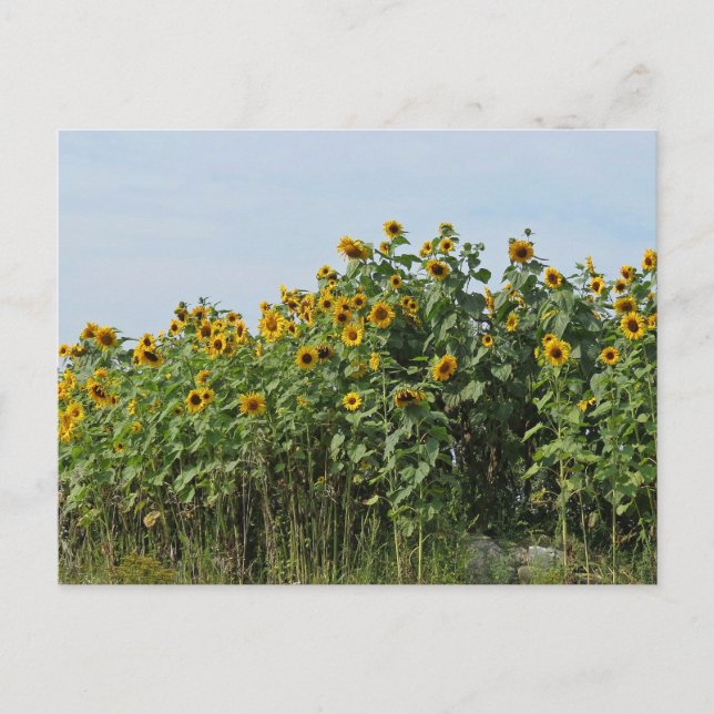 Sunflowers Postcard (Front)