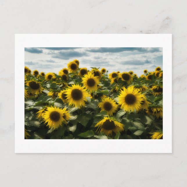 sunflowers postcard (Front)