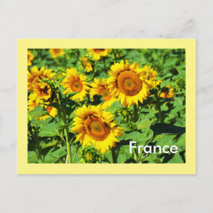 Sunflowers Postcard