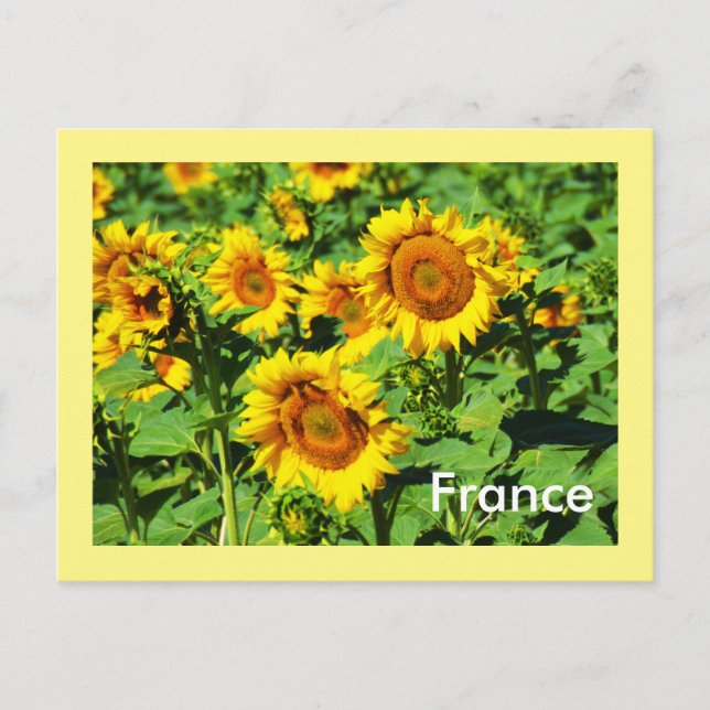 Sunflowers Postcard (Front)