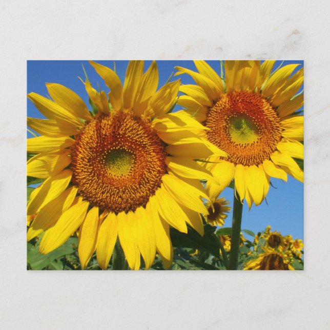 Sunflowers, postcard (Front)