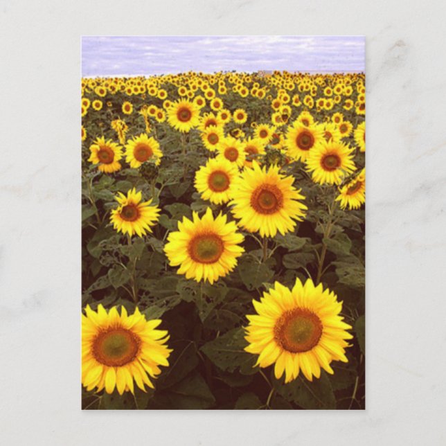 Sunflowers Postcard (Front)