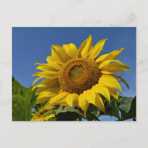 Sunflowers Postcard
