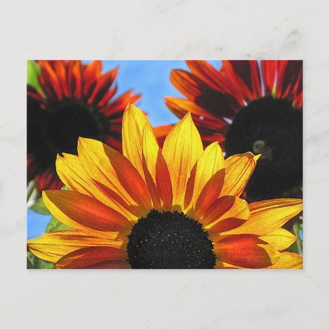 Sunflowers Postcard (Front)