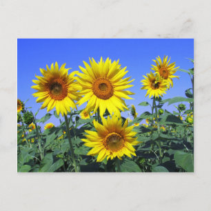 Sunflowers Postcard