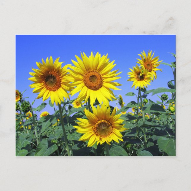 Sunflowers Postcard (Front)