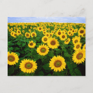 Sunflowers Postcard