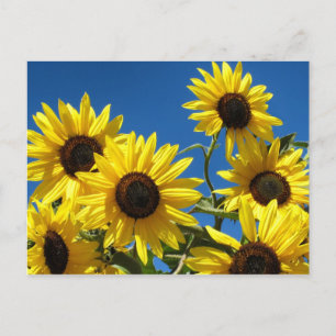 Sunflowers Postcard