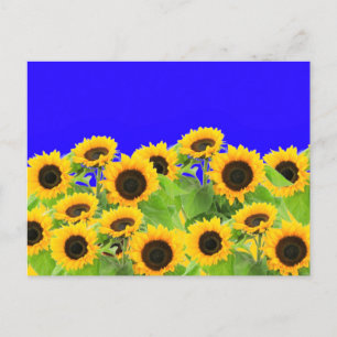 Sunflowers Postcards Ukraine Flag Colours Support