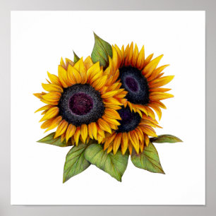 Sunflowers Poster