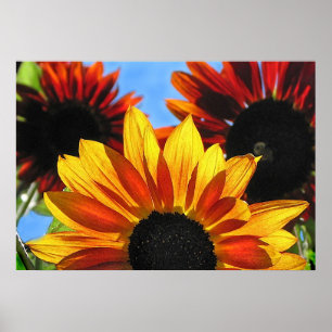Sunflowers Poster