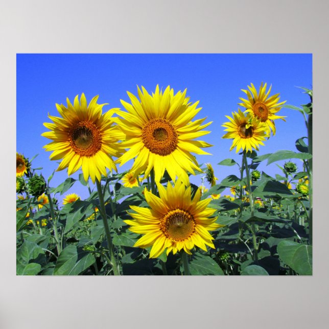 Sunflowers Poster (Front)