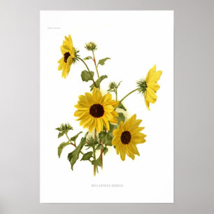 Sunflowers Poster