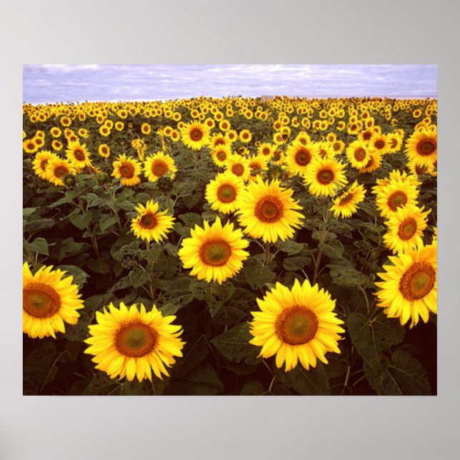 Sunflowers Poster (Front)