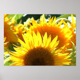 Sunflowers Poster
