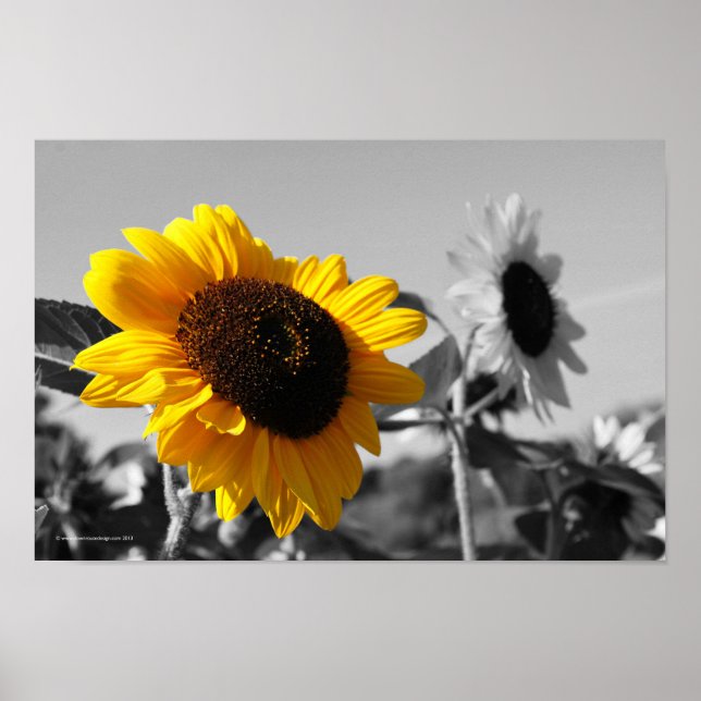Sunflowers Poster (Front)