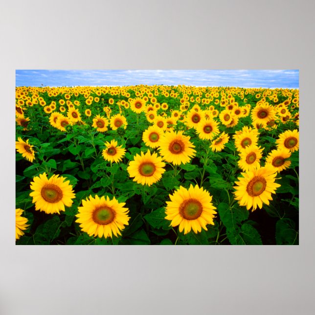 Sunflowers Poster (LARGE) (Front)