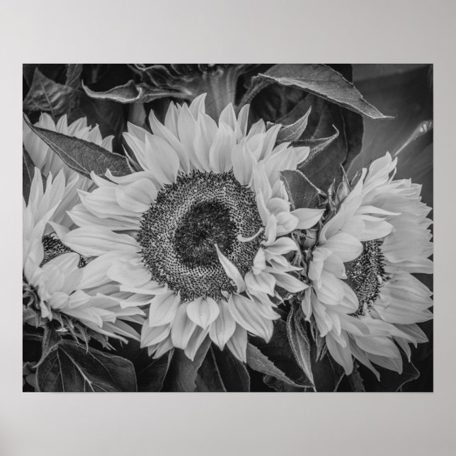 Sunflowers Poster/Print Poster (Front)