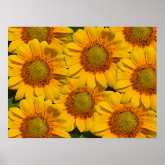 Sunflowers Print