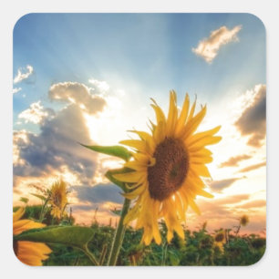 Sunflowers Square Sticker