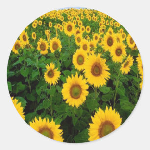 Sunflowers Stickers