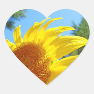 Sunflowers stickers Invitation Seals Heart Shape