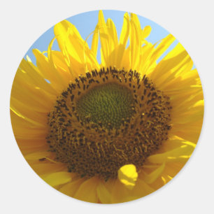 SUNFLOWERS STICKERS STICKER SHEETS Gifts