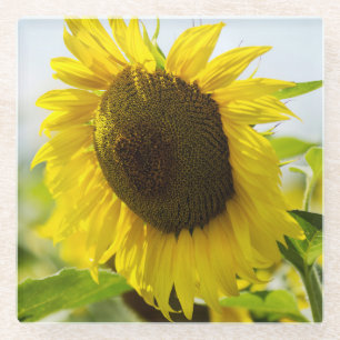 Sunflowers Summer Secrets Glass Coaster