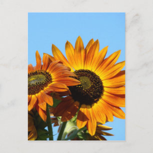 SUNFLOWERS SUN FLOWERS POST CARDS POST CARD