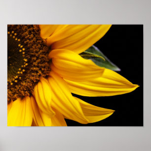 Sunflowers - Sunflower Customised Template Blank Poster