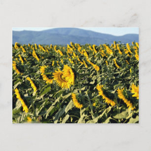 Sunflowers, Tuscany, Italy Postcard