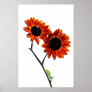 Sunflowers wapa poster