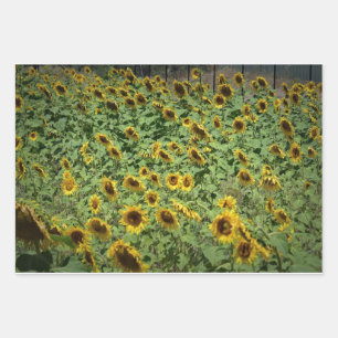 Sunflowers Wrapping Paper Sheet