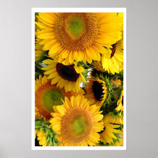Sunflowers Yellow Bunch of Happiness Poster