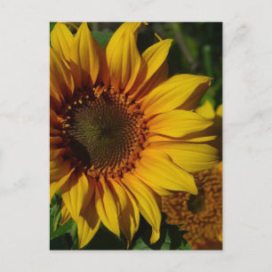 Sunflowers Yellow Postcard