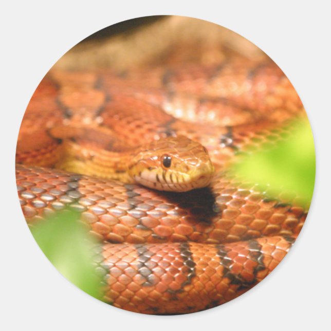 sunkissed corn snake.png classic round sticker (Front)