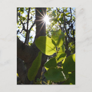 Sunlight and pistachios postcard