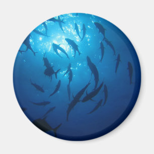 Sunlight and Shoal Under the Sea Magnet