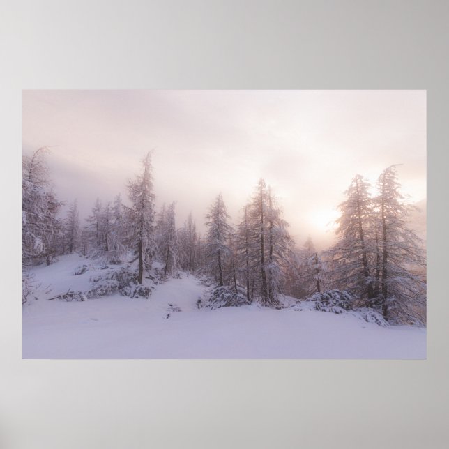 Sunlight and spruce forest poster (Front)