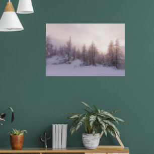 Sunlight and spruce forest poster