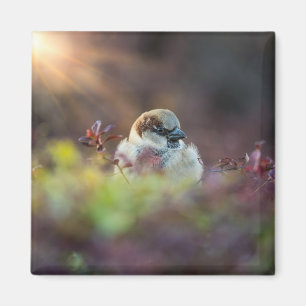 Sunlight Bathing Finch Magnet