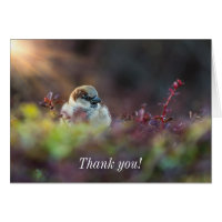 Sunlight Bathing Finch Thank You Card