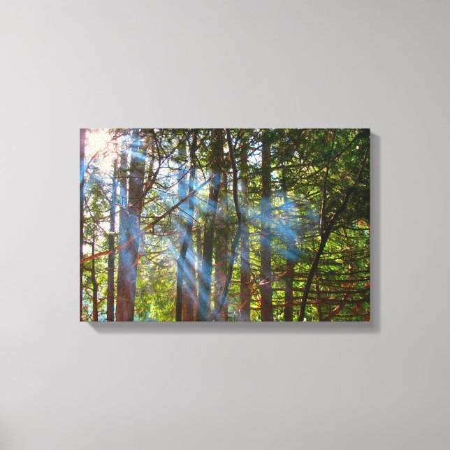 Sunlight Breaking Through the Pines Canvas Print (Front)