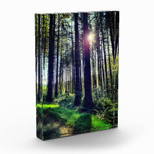 Sunlight coming through Forest Trees   Photo Block