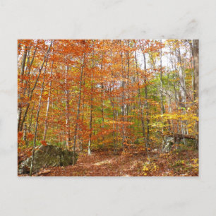 Sunlight Dappled Fall Trail at Laurel Hill Park Postcard