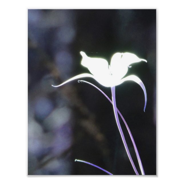 Sunlight Flower Photo Print (Front)